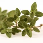 Plants with antibacterial properties